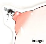 Mosquito Bite Tits - Telegraph